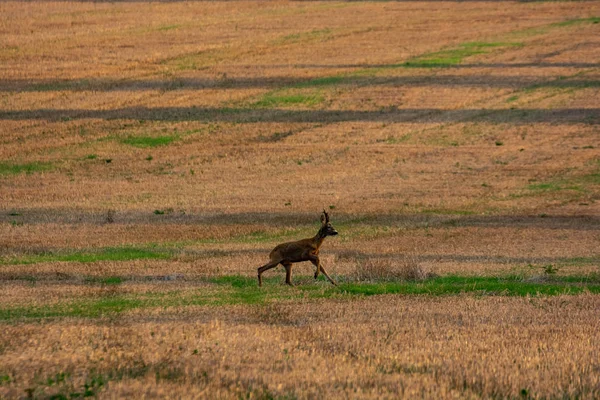 Veados Correndo Campo Cultivado Pôr Sol — Fotografia de Stock