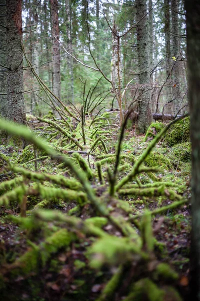 Φθινοπωρινό Δάσος Μετά Από Βροχή Υγρό Φύλλωμα Και Ρηχό Βάθος — Φωτογραφία Αρχείου
