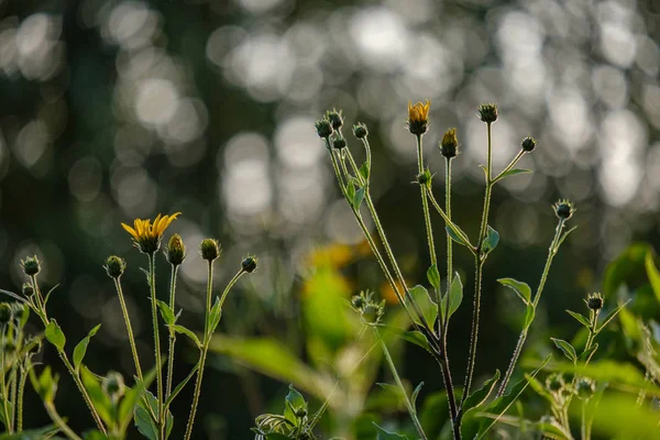 Countryside Garden Flowers Blur Background Green Foliage Summer — Stock Photo, Image