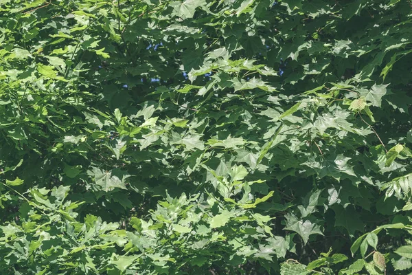 Зелене Листя Влітку Суворими Тінями Яскравим Сонячним Світлом Лісі — стокове фото