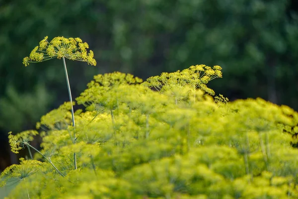Platteland Tuin Bloemen Onscherpte Achtergrond Groen Gebladerte Zomer — Stockfoto