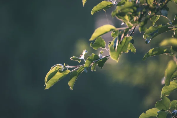 Blick Auf Das Grüne Laub Des Baumes Mit Sonnenlicht — Stockfoto