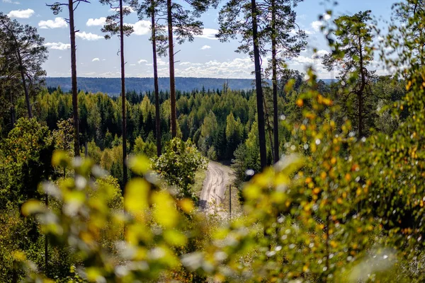 Flygfoto Över Skogsstig Med Tallar Runt — Stockfoto