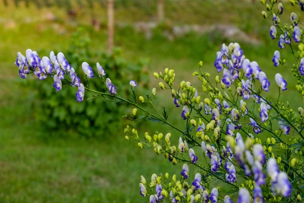 Ύπαιθρο Στον Κήπο Λουλούδια Στο Θάμπωμα Του Φόντου Και Πράσινο — Φωτογραφία Αρχείου