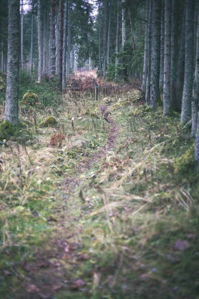 Forêt Automne Après Pluie Avec Feuillage Humide Faible Profondeur Champ — Photo