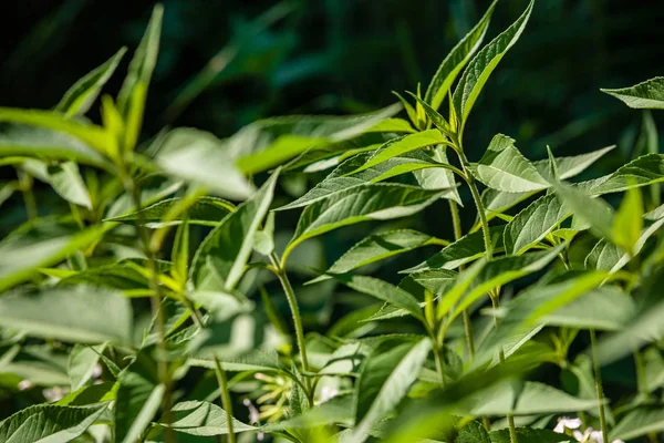 Зелене Літнє Листя Деталі Абстрактного Фону Листя Трава Бутіки Гілки — стокове фото