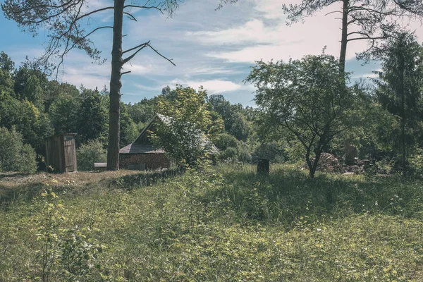 Vacker Grön Äng Med Sommarblommor Nära Skogen Varm Sommardag Lövverk — Stockfoto