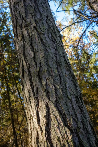 Único Isolado Grande Árvore Grande Ambiente Natureza Com Enorme Tronco — Fotografia de Stock