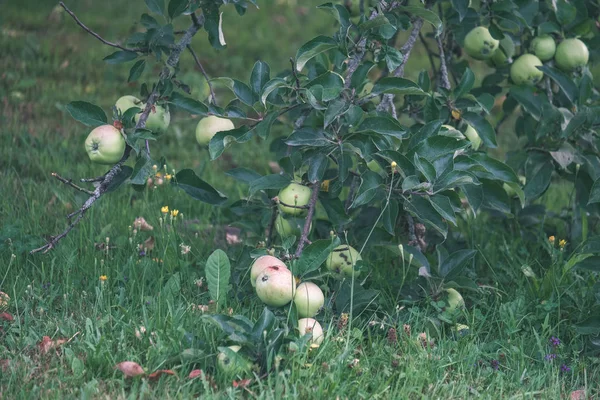 Gałęzie Drzewa Jabłko Zielony Letni Dzień Deszczem Pełne Zielone Jabłka — Zdjęcie stockowe
