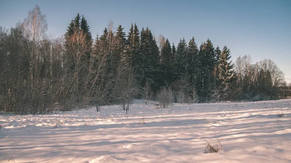 Wild Forest Winter High Level Snow Late Evening Sunset Vintage — Stock Photo, Image