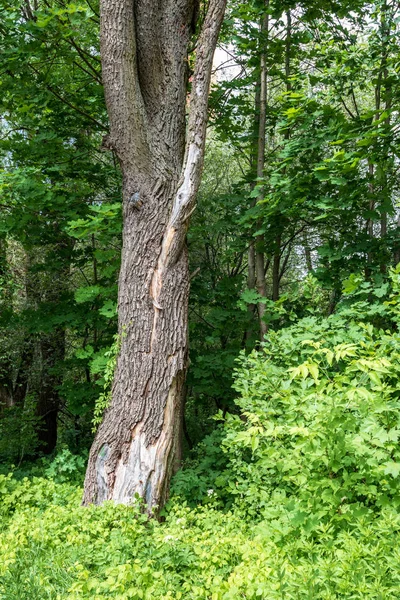 Singolo Isolato Grande Grande Albero Ambiente Naturale Con Enorme Tronco — Foto Stock