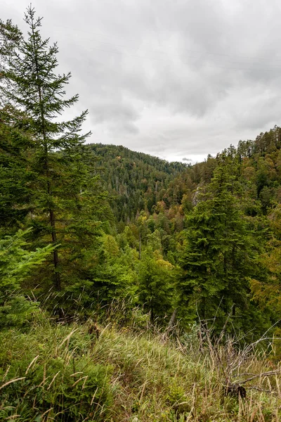 Misty Day Slovakia Tatra Mountains Forests Autumn Wet Day — Stock Photo, Image