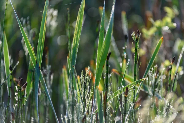 Close Wild Grass Water Drops — Stock Photo, Image