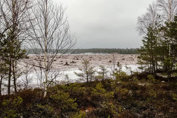 Campos Césped Zona Pantanosa Cultiva Para Cosecha Paisaje Principios Invierno — Foto de Stock