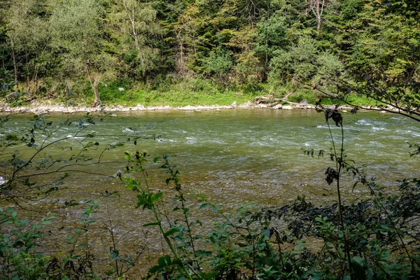 Rio Água Verde Atrás Das Árvores Verão Dunajec Eslováquia — Fotografia de Stock