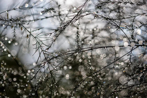 Réflexions Abstraites Gouttes Pluie Dans Les Branches Humides Des Buissons — Photo