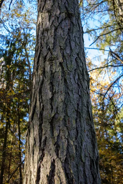 Único Isolado Grande Árvore Grande Ambiente Natureza Com Enorme Tronco — Fotografia de Stock