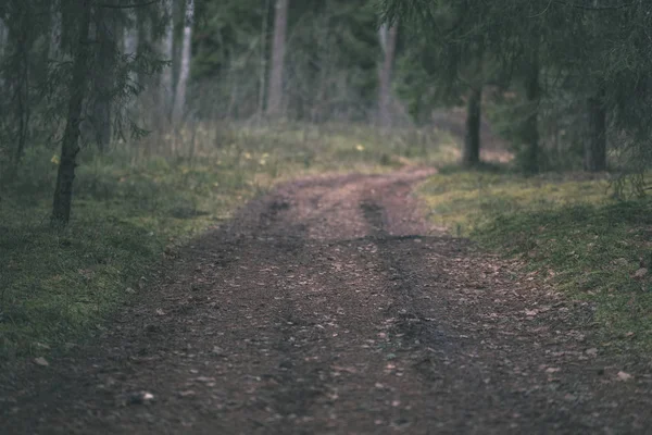 Camino Tierra Bosque Limpio Pinos Con Barro Follaje Verde Alrededor —  Fotos de Stock