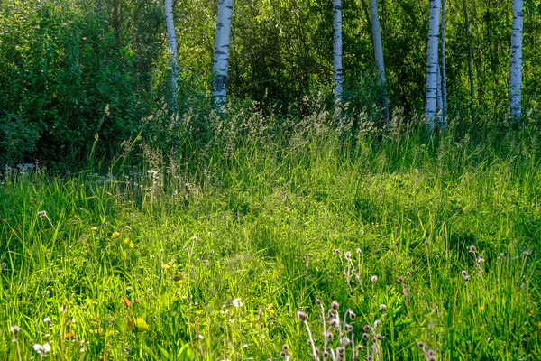 Follaje Verde Verano Con Sombras Duras Luz Solar Brillante Bosque — Foto de Stock