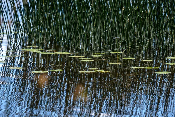 Temiz Çimen Bents Yeşil Yeşillik Forest Yakınındaki Göl Kenarında Sakin — Stok fotoğraf