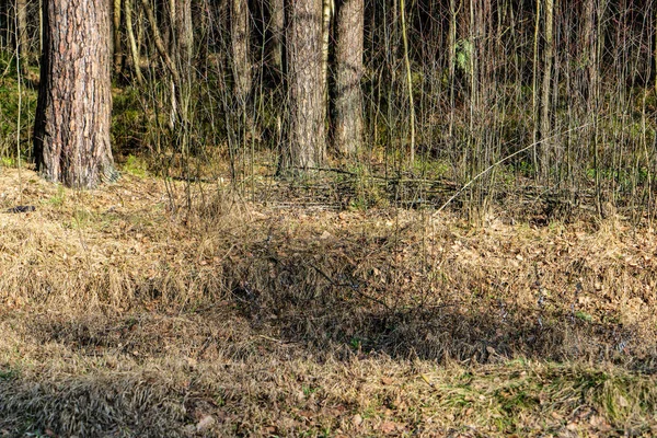 wet empty forest in early spring trees without leaves. naked nature scene