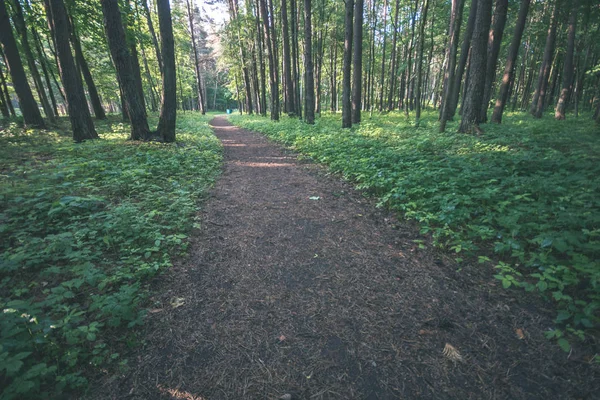 Enkla Landsbygden Skogsväg Perspektiv Med Bladverk Och Träd Runt Vintage — Stockfoto