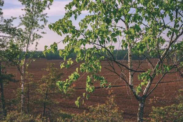 Bagno Obszar Pejzaż Widok Samotnej Sosny Trawą Zielone Lato Liści — Zdjęcie stockowe