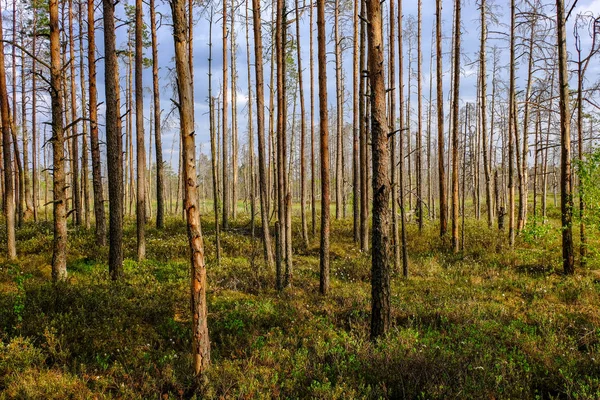 Area Paludosa Vista Sul Paesaggio Con Pini Solitari Campi Erba — Foto Stock