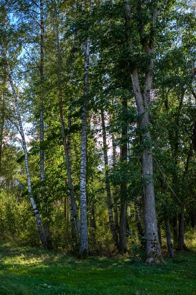 Güzel Huş Ağacı Ağaç Gövdeleri Dalları Yaprakları Doğal Ortamda Karışık — Stok fotoğraf