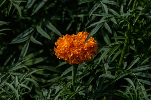 Ύπαιθρο Στον Κήπο Λουλούδια Στο Θάμπωμα Του Φόντου Και Πράσινο — Φωτογραφία Αρχείου