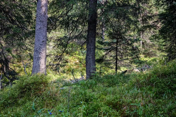 Floresta Sempre Verde Com Abeto Pinheiro Sob Ramos Detalhes Pouca — Fotografia de Stock