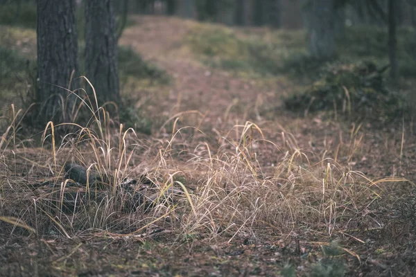 Follaje Oscuro Suelo Del Bosque Otoño Bosque Pinos Con Musgo — Foto de Stock