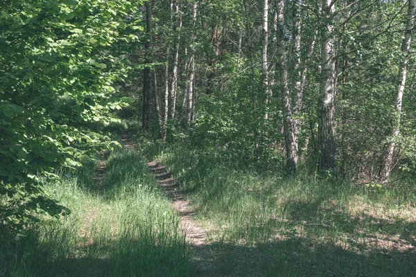 Chemin Terre Vide Dans Forêt Verte — Photo