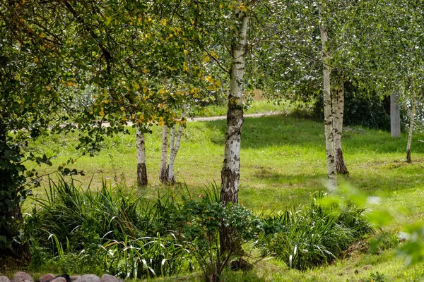 Schöner Grüner Garten Mit Birken — Stockfoto