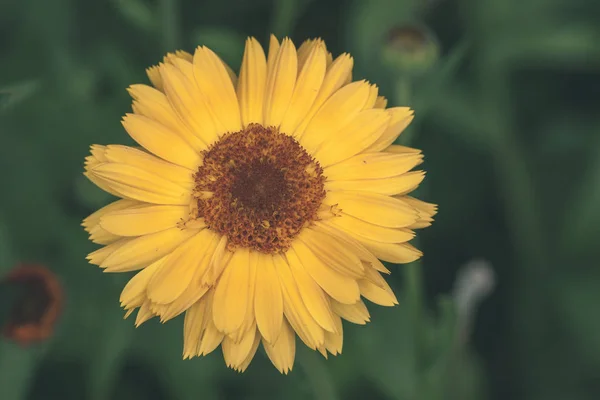 オレンジ色の夏の花クローズ アップ ブラー背景 ヴィンテージのレトロな外観を持つ — ストック写真