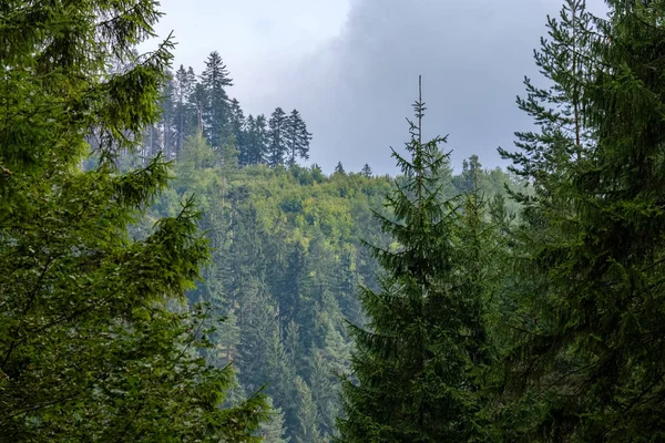 Beaux Conifères Dans Forêt Montagne — Photo