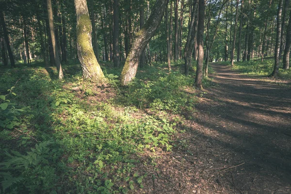 단풍과 빈티지 레트로 보이는 나무와 관점에서 간단한 숲도로 — 스톡 사진