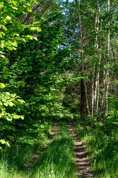 Feuillage Vert Été Avec Des Ombres Rudes Soleil Éclatant Dans — Photo