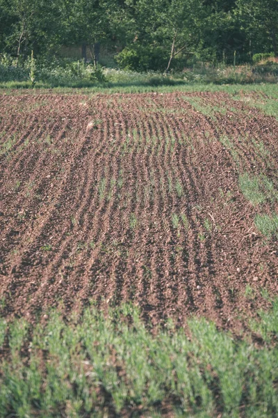 Freshly Cultivated Agriculture Fields Ready Growing Food Vintage Retro Look — Stock Photo, Image