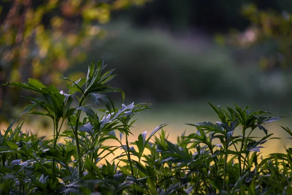 Свіже Зелене Листя Дерева Ранковому Світлі Тлі Розмивання Блакитного Неба — стокове фото