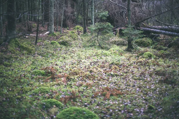 濡れた葉とフィールドの浅い深さを持つ雨の後秋の森 鈍い緑色のレトロなヴィンテージに見える — ストック写真