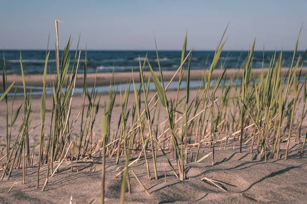 Vista Panorâmica Praia Mar Verão Com Rochas Plantas Água Limpa — Fotografia de Stock