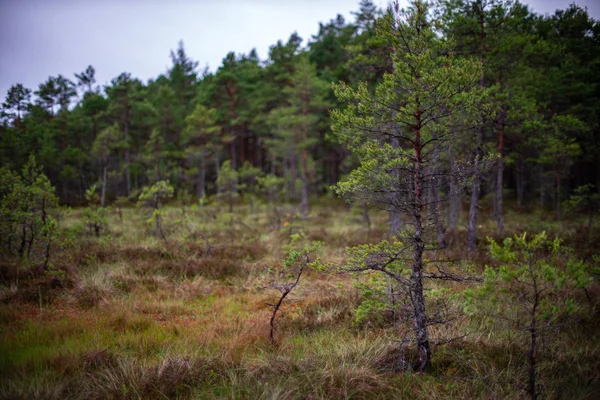 Çam Ağacı Sandıklar Dalları Bataklık Bölgede Yeşil Iğne Ile Parlak — Stok fotoğraf