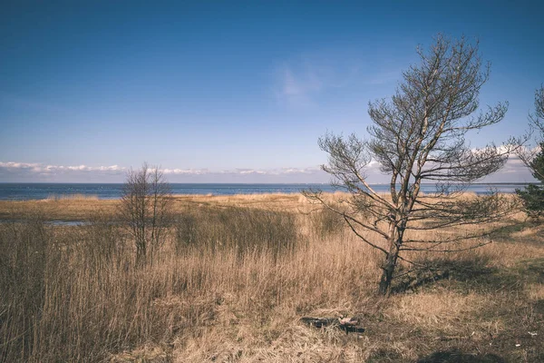 Vista Costa Rochosa Com Grama Árvores Secas Finlândia — Fotografia de Stock