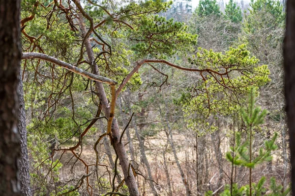 Troncs Branches Pins Avec Aiguilles Vertes Dans Zone Marécageuse Couleurs — Photo