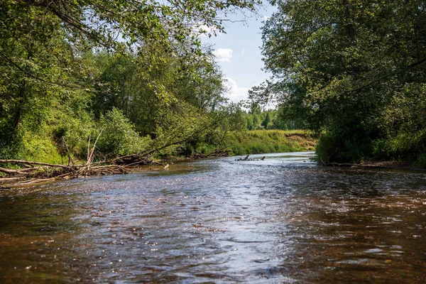 Вода Реке Амата Латвии Песчаником Скалы Зеленая Листва Летнее Утро — стоковое фото