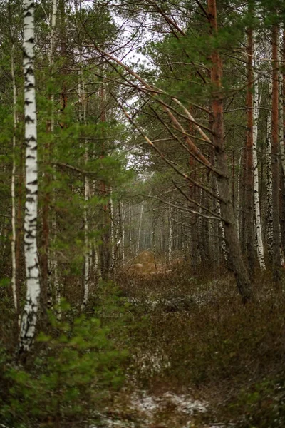 Bagno Widok Krajobrazu Suchego Drzewa Odległych Pierwszy Śnieg Zielonej Trawie — Zdjęcie stockowe