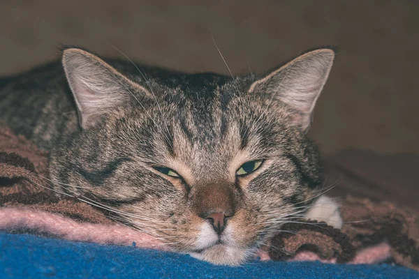 Close Shot Domestic Cat Natural Environment Apartment — Stock Photo, Image