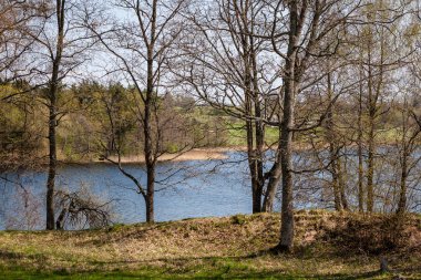 çalılar ve ağaçlar sonbahar kırsal yeşil çayır siste