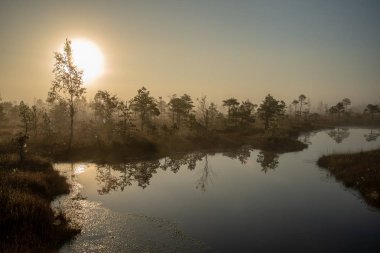 Bataklık bataklık alan yalnız çam ağaçları ile siste ve küçük su gölet alanı sis ile gündoğumu